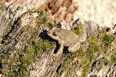 Alyte accoucheur