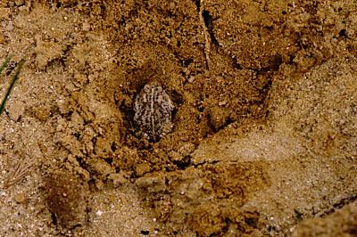Crapaud calamite