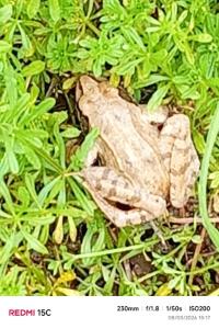 Grenouille agile