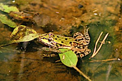 Grenouille verte
