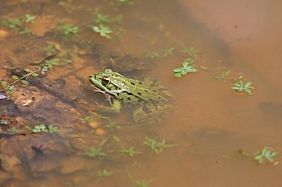Grenouille verte
