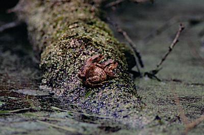 Crapaud épineux 