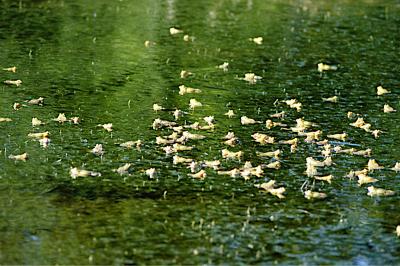 Grenouille verte