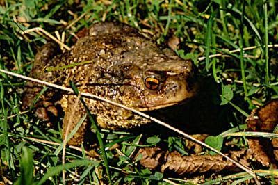 Crapaud épineux 