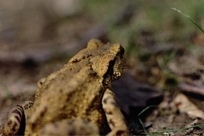 Crapaud épineux 