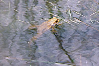 Crapaud épineux 