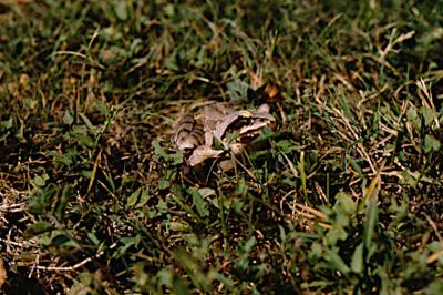 Grenouille agile