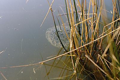 Grenouille agile
