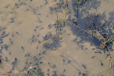 Grenouille agile