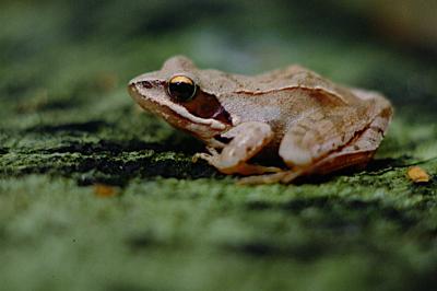 Grenouille agile