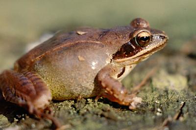 Grenouille agile