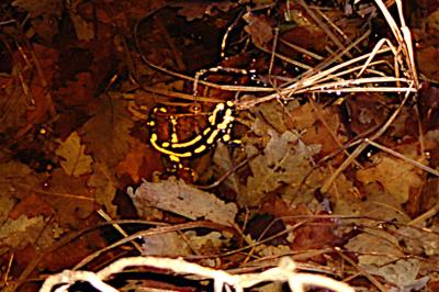 Salamandre tachetée