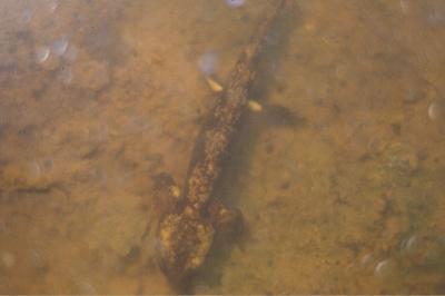 Salamandre tachetée