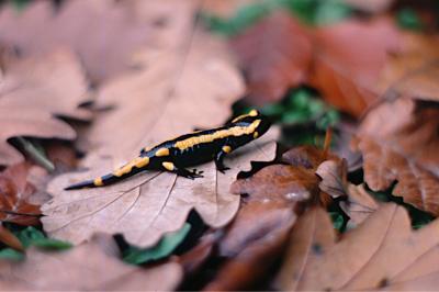 Salamandre tachetée