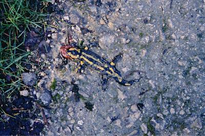 Salamandre tachetée