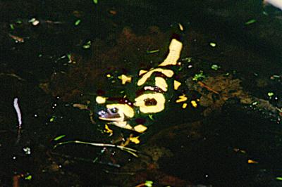 Salamandre tachetée