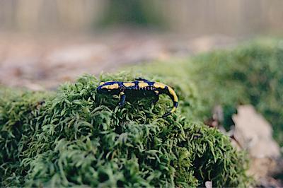 Salamandre tachetée