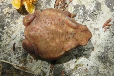 Crapaud épineux 