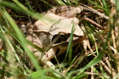 Grenouille agile