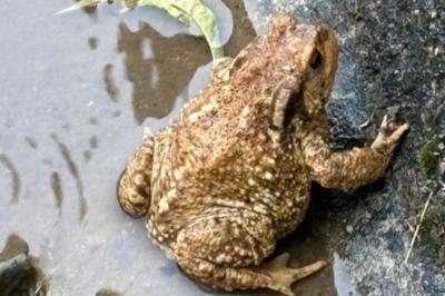 Crapaud épineux 