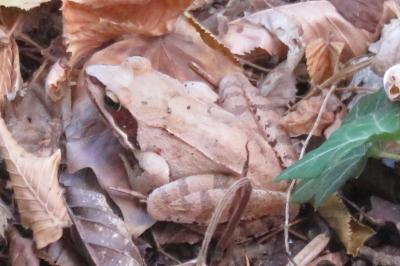 Grenouille agile