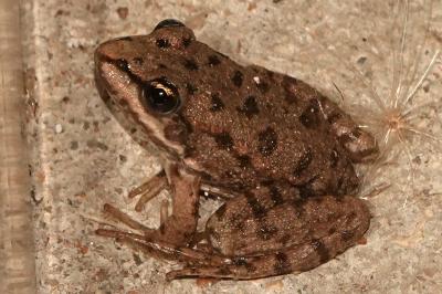 ROQUIN