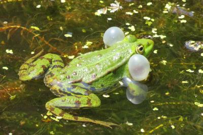 Grenouille verte