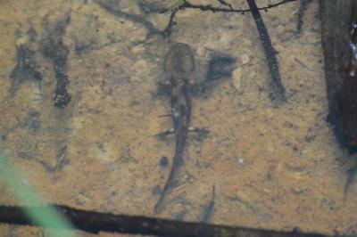 Salamandre tachetée