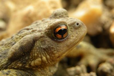 Crapaud épineux 
