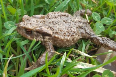 Crapaud épineux 