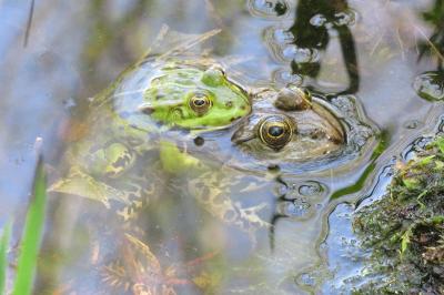 Grenouille verte