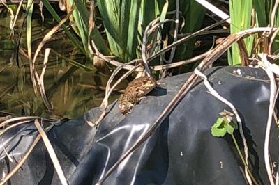 Grenouille verte