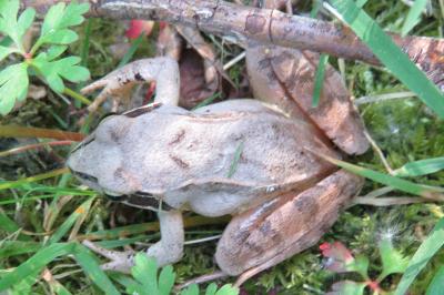 Grenouille agile