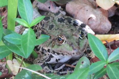 Grenouille verte