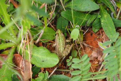 Grenouille verte