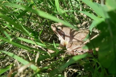 Grenouille agile