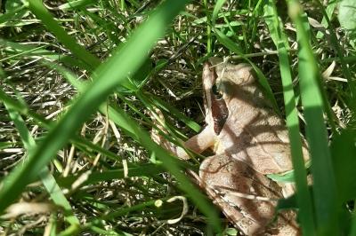 Grenouille agile
