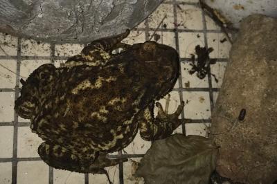 Crapaud épineux 