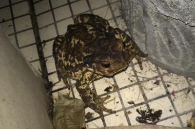 Crapaud épineux 
