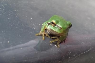 Rainette verte