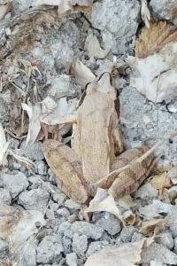 Grenouille agile
