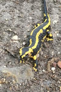 Salamandre tachetée