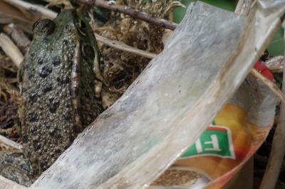 Grenouille verte