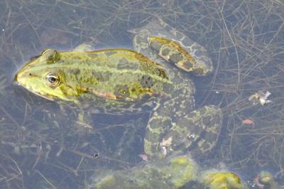 Grenouille verte
