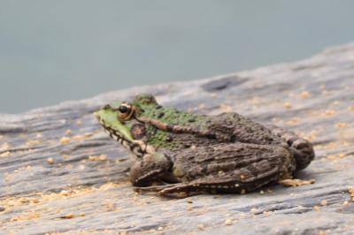 Grenouille verte