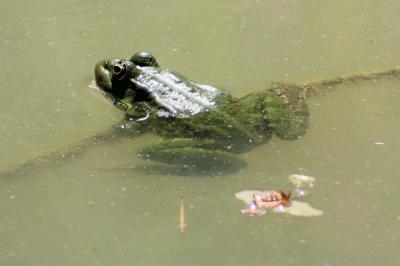 Grenouille rieuse