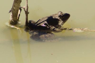 Grenouille rieuse