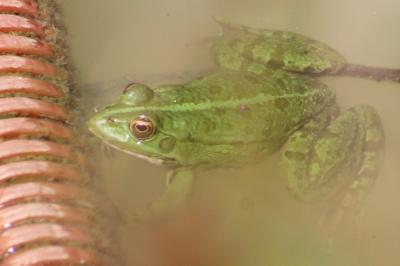 Pelophylax ridibundus