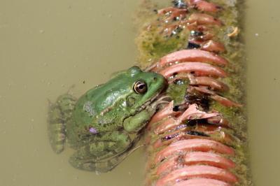 Grenouille rieuse