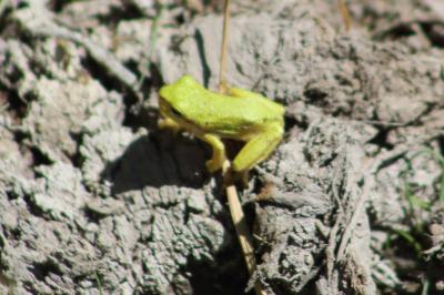 Rainette verte